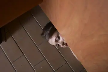 Ronald – Tattooed Brunette MILF Sucks Cock in the Locker Room